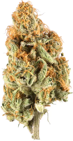 Jamaican Pearl